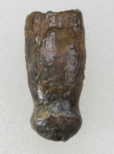Rooted Alligatoroid (Brachychampsa) Tooth - Montana #38292